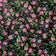 Tecido de Algodão - Highland Flowers Preto II